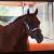 Hearts4horses
