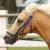Neigh